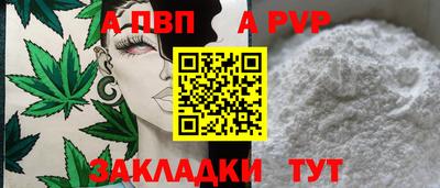 гашик Кингисепп